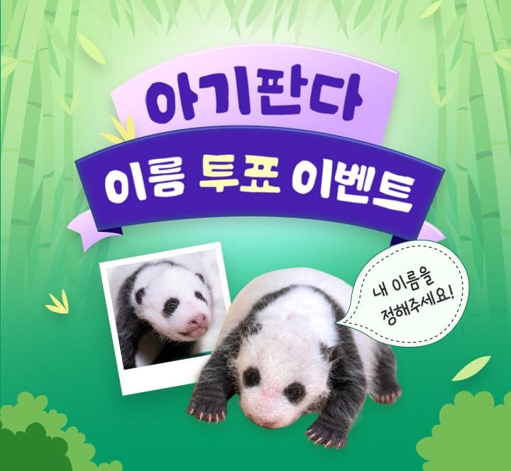 Everland official photo of a baby panda